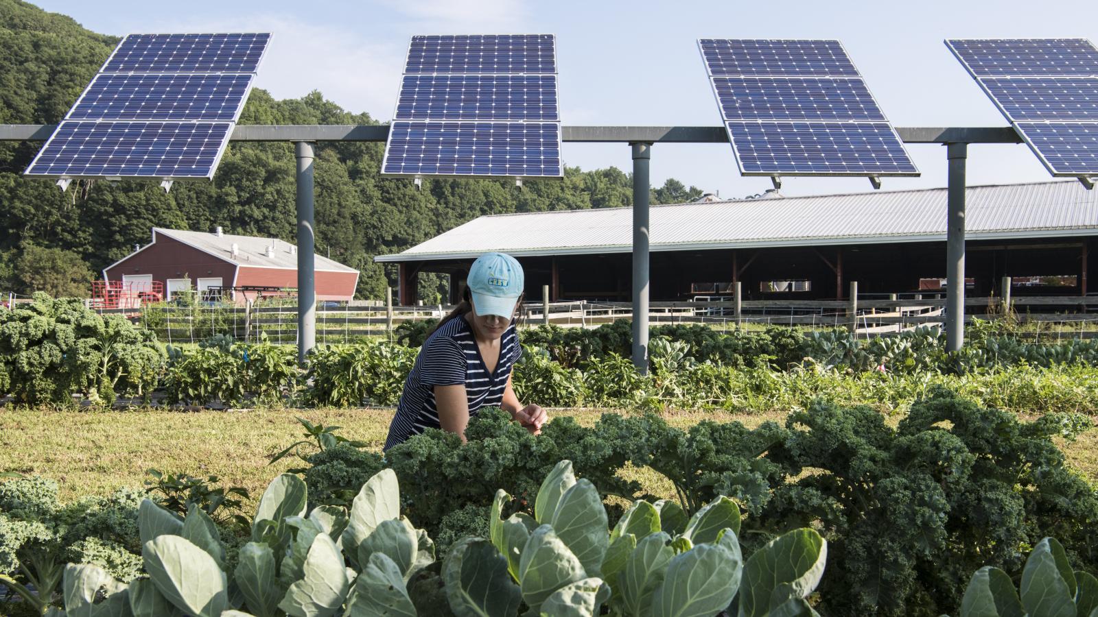 Agrovoltaica: Energía Solar, Desarrollo y Agricultura Sostenible